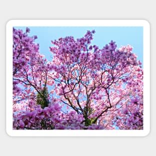 Spring Blooming Trees Pink Magnolia Tree Sticker